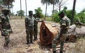 Concours BT Gestionnaire Forestier session 2024 – Dépôts ouverts