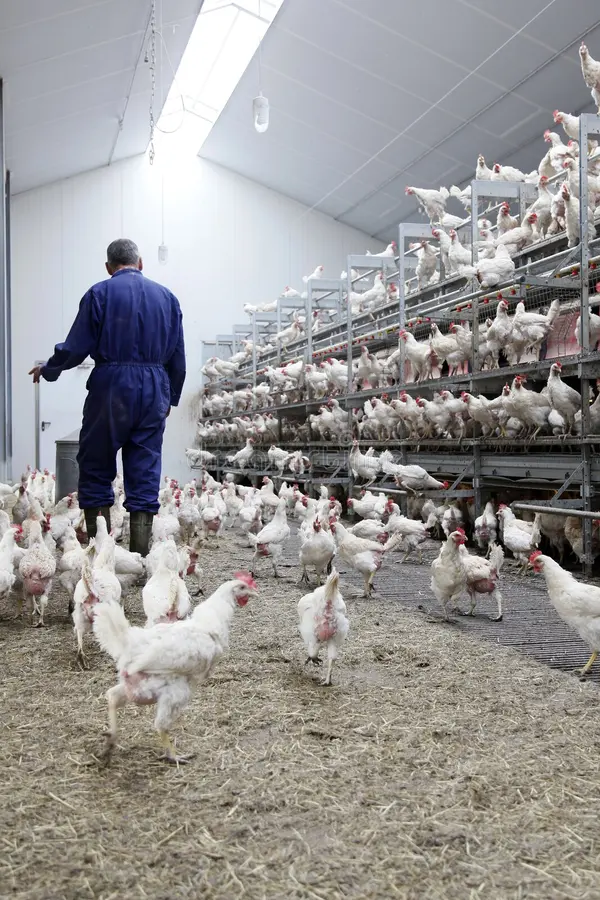 Concours d’entrée au centre de référence des métiers de l’aviculture de Diamniadio 2024 – Dépôts ouverts
