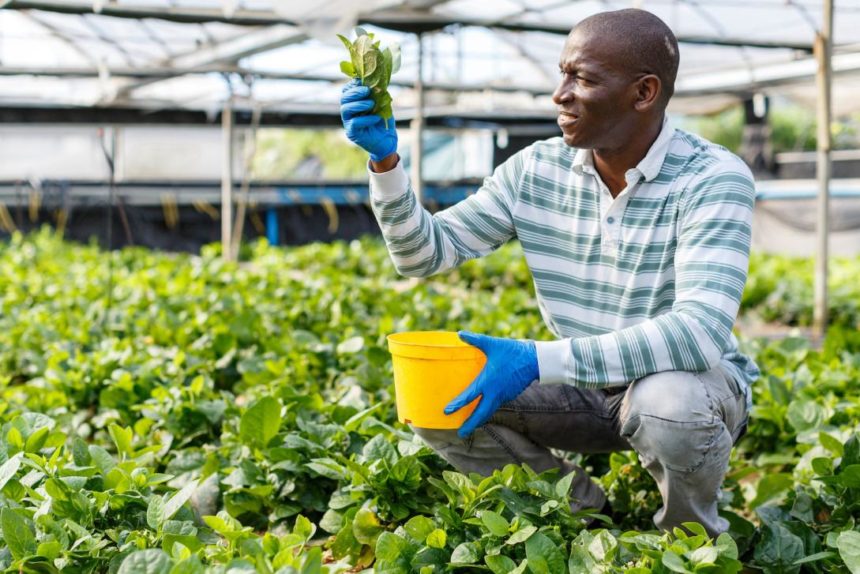 Agro Boost recrute 01 Stagiaire Étudiant(e) en agriculture, géographie, agroéconomie, ou gestion de projet
